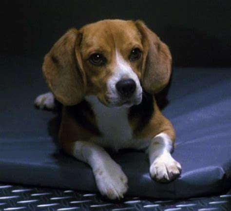 porthos beagle prada breezy windy imdb|Porthos .